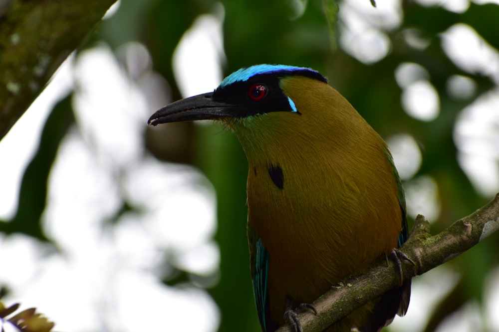 yellow blue and green bird on brown tree branch during daytime