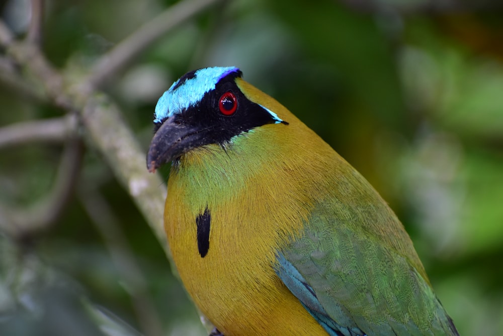 yellow blue and green bird on tree branch