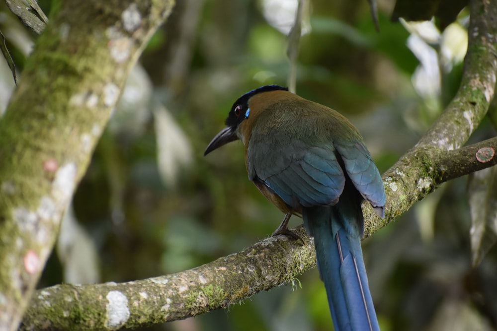 blue and black bird on brown tree branch during daytime