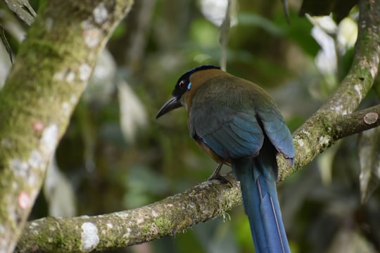 blue and black bird on brown tree branch during daytime in Tunia Colombia