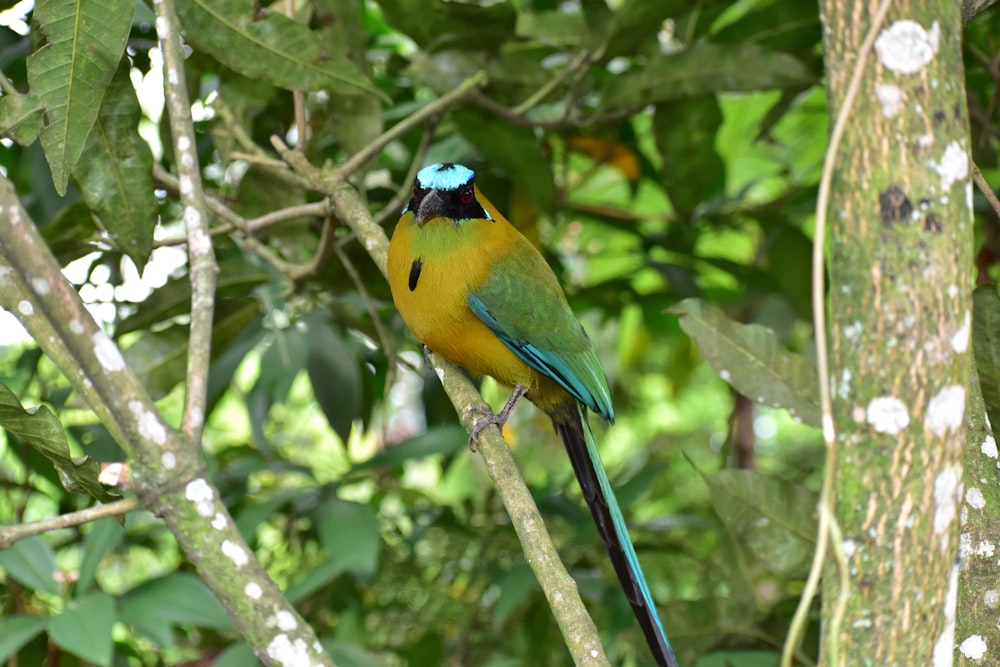 green yellow and blue bird on tree branch during daytime