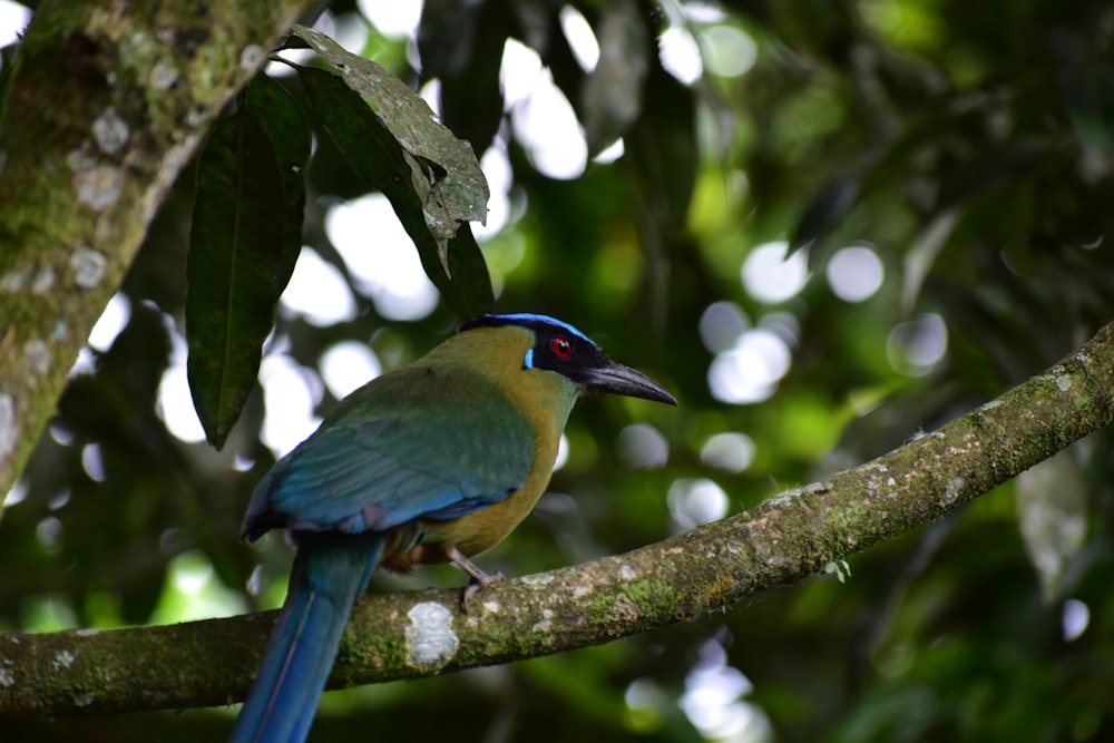 blue and yellow bird on tree branch
