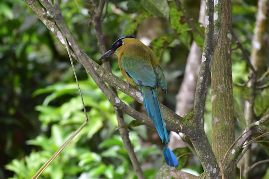 green blue and yellow bird on tree branch in Tunia Colombia
