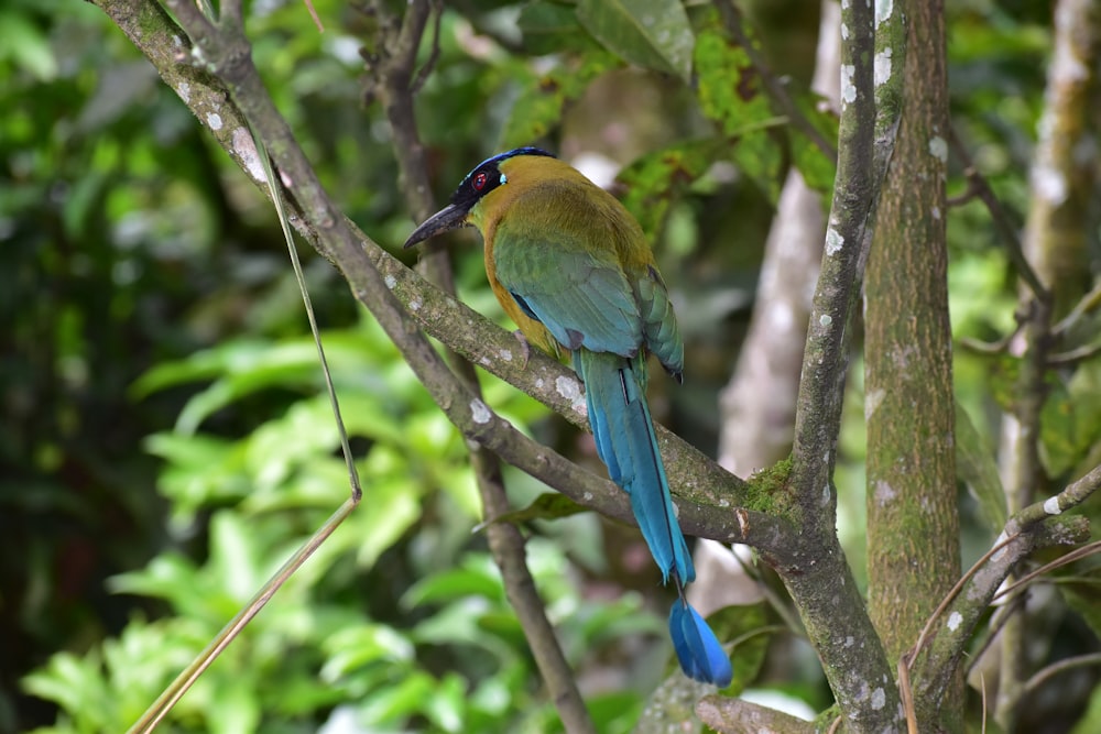 green blue and yellow bird on tree branch