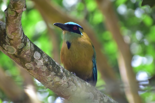 yellow and blue bird on tree branch in Tunia Colombia