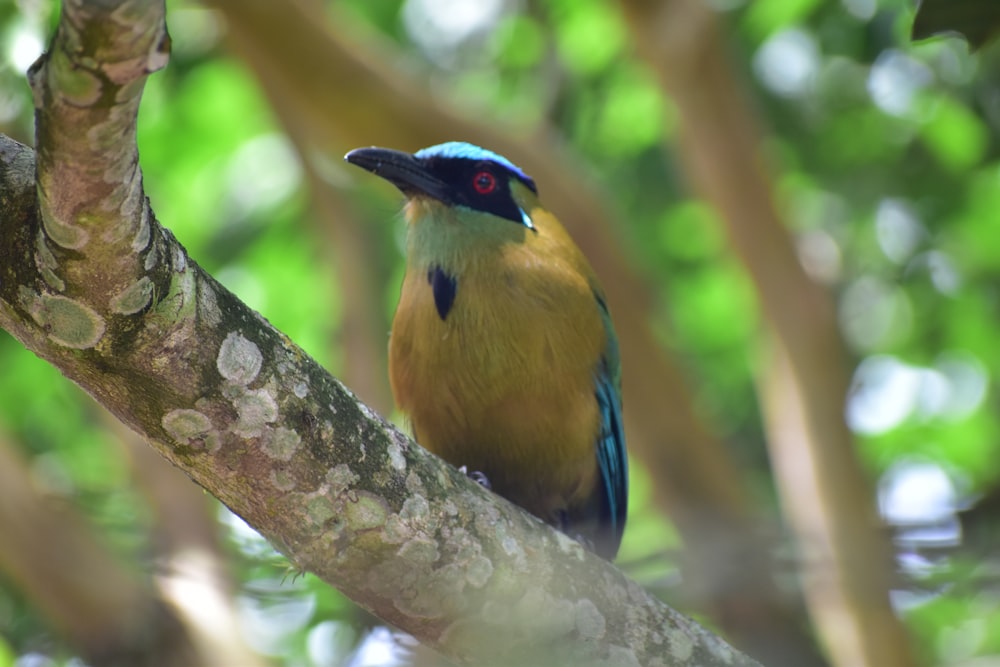 yellow and blue bird on tree branch