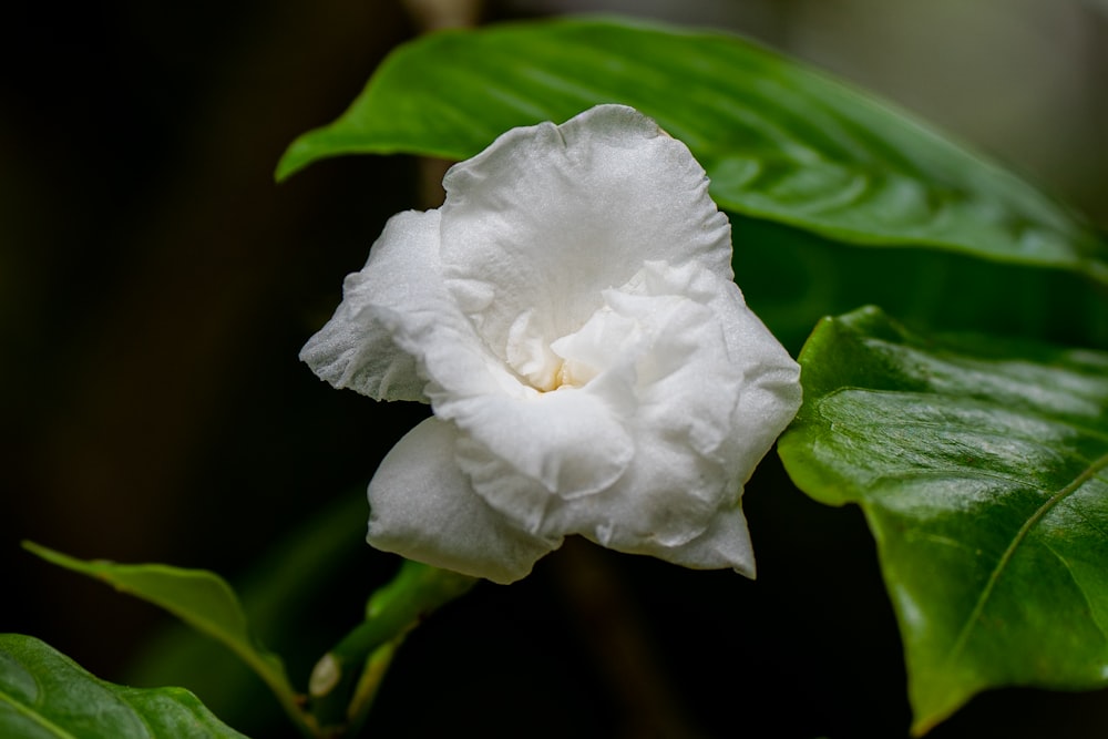 Flor blanca en Macro Shot