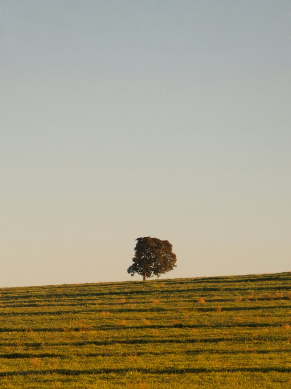 green tree in the middle of green grass field