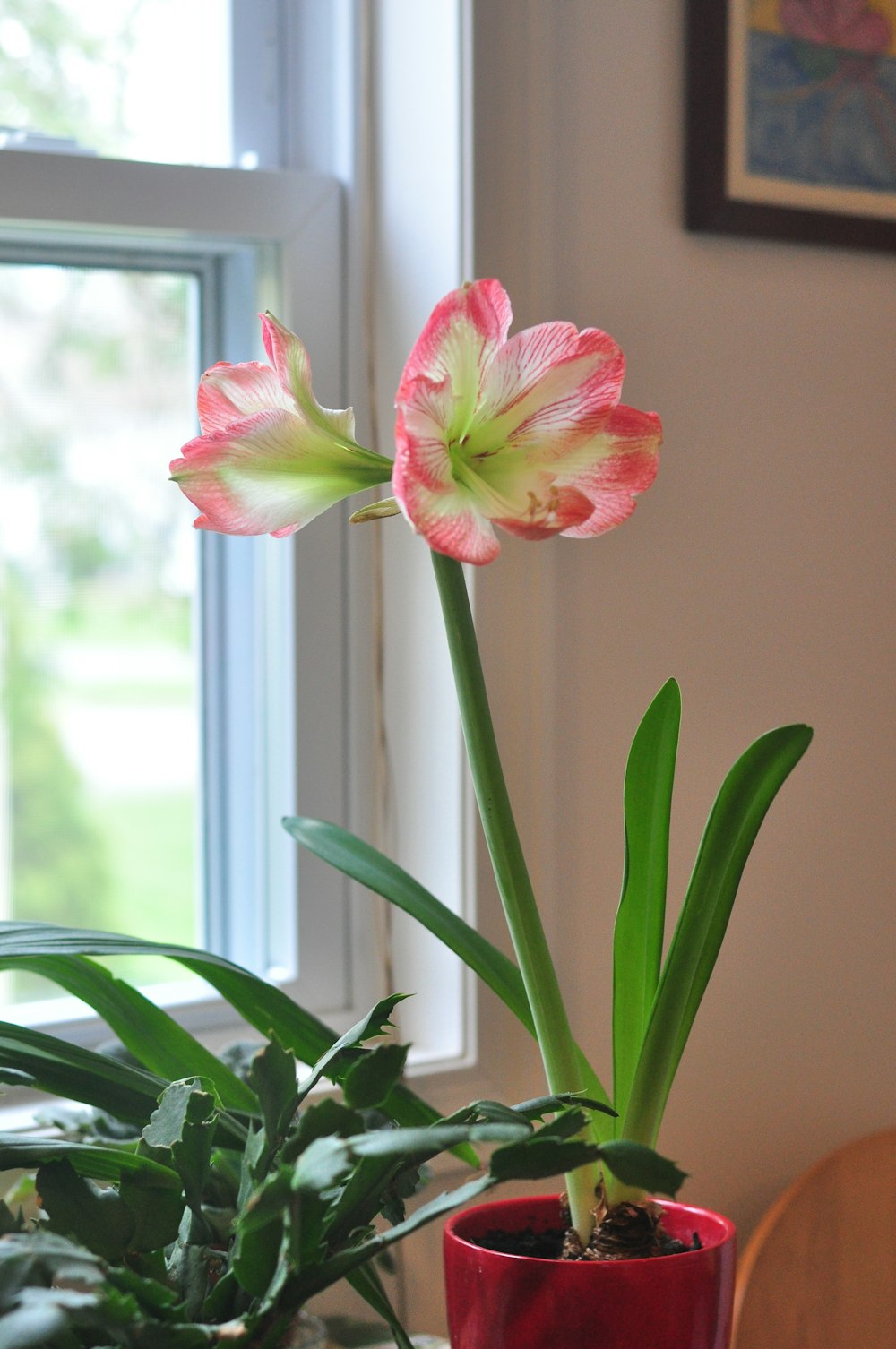pink and white flower in front of window