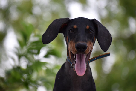 black and brown short coated dog