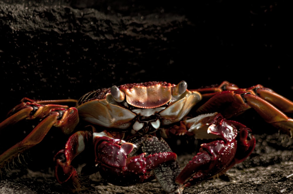 red and brown crab on black sand