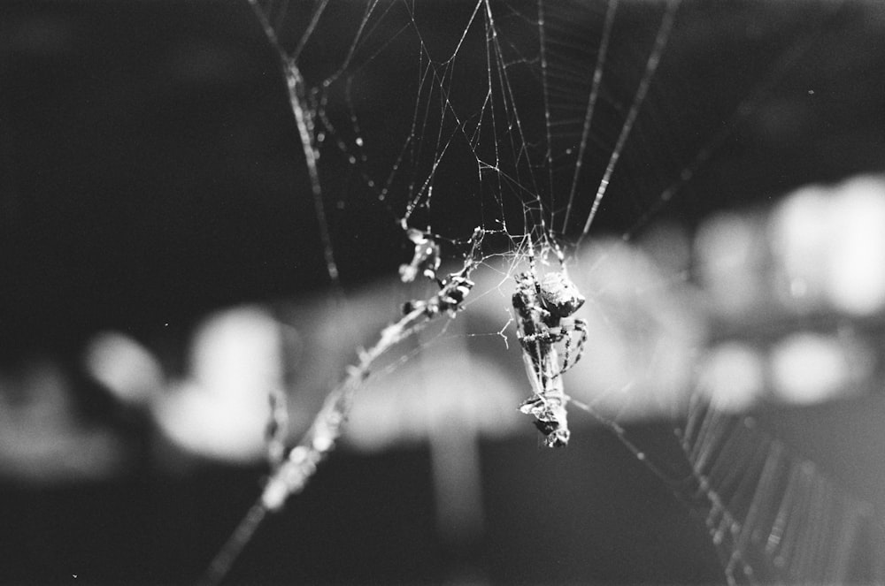 grayscale photo of spider web