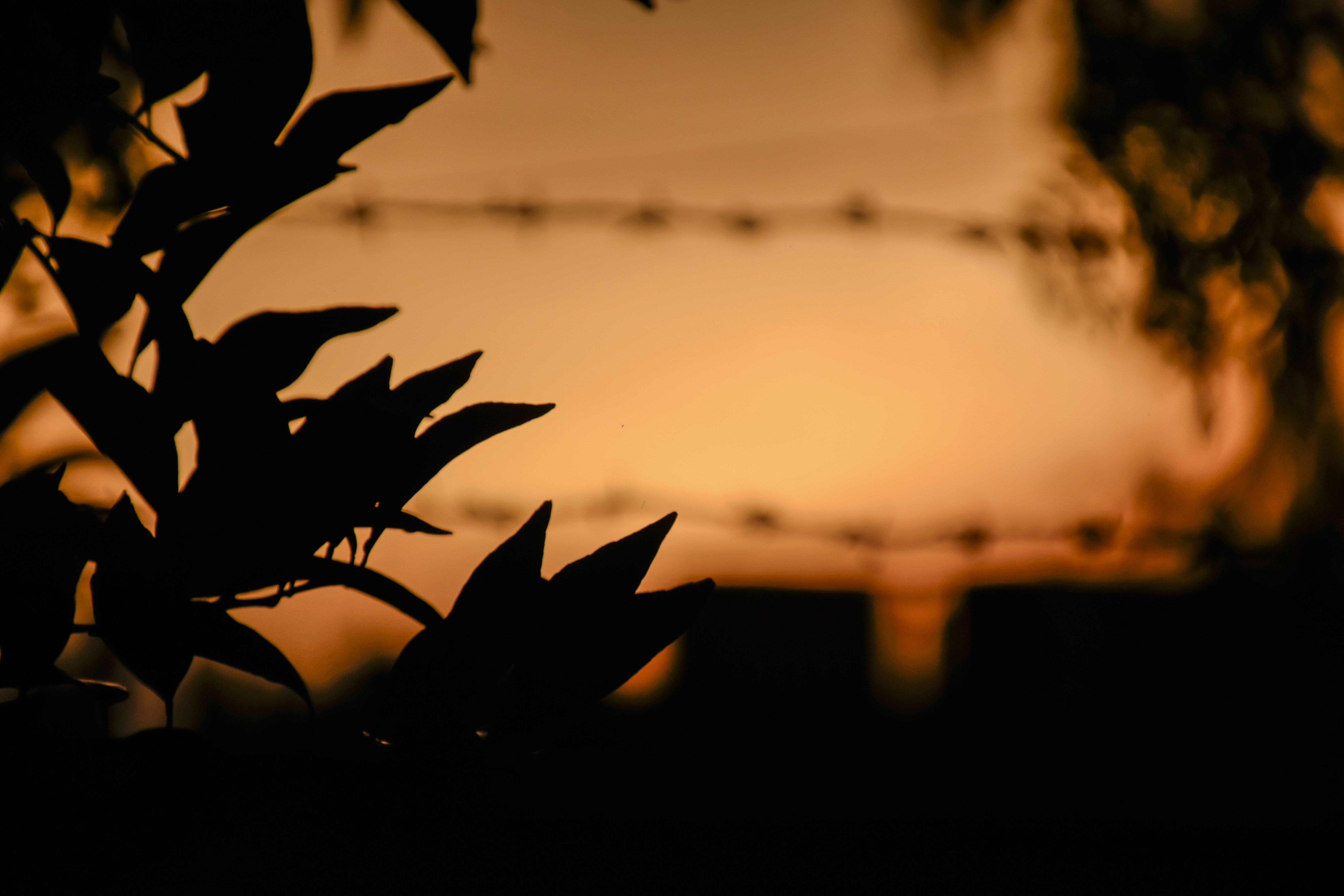 silhouette of plant during sunset