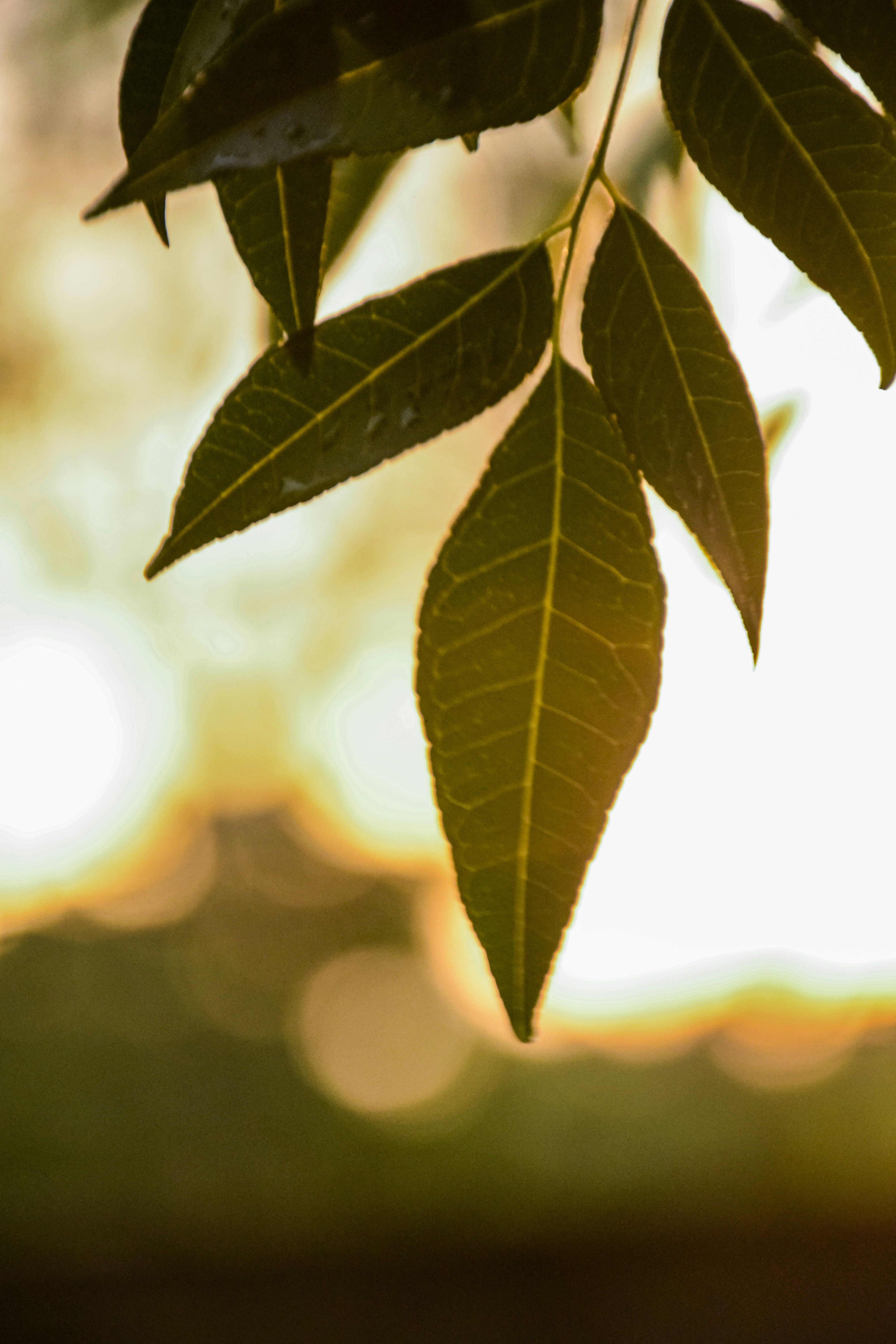 Photo by inderpreetsekhon