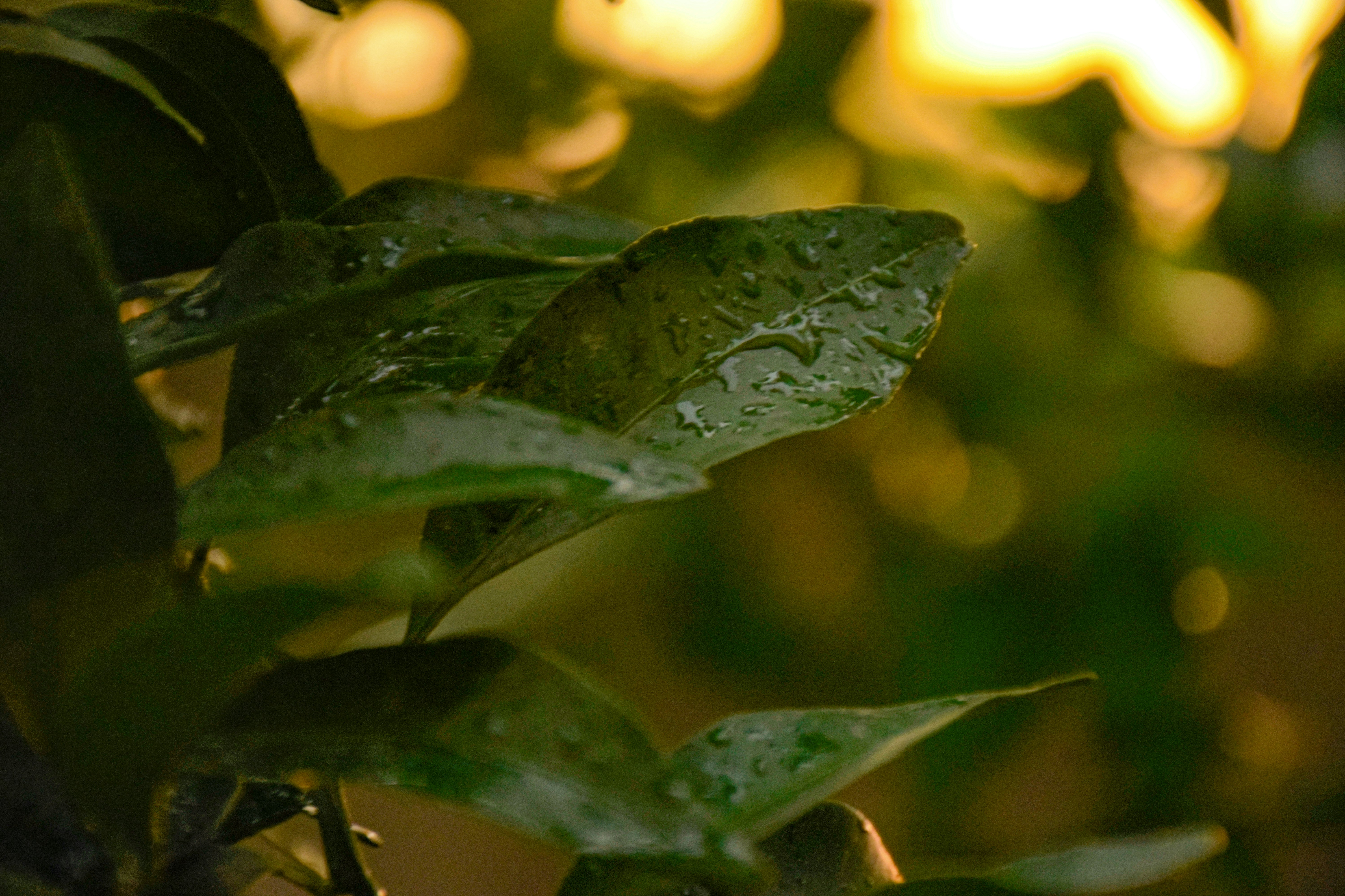 green leaves in bokeh photography