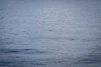 A serene scene of a small wooden doll floating gently on calm water, symbolizing peace and transformation.