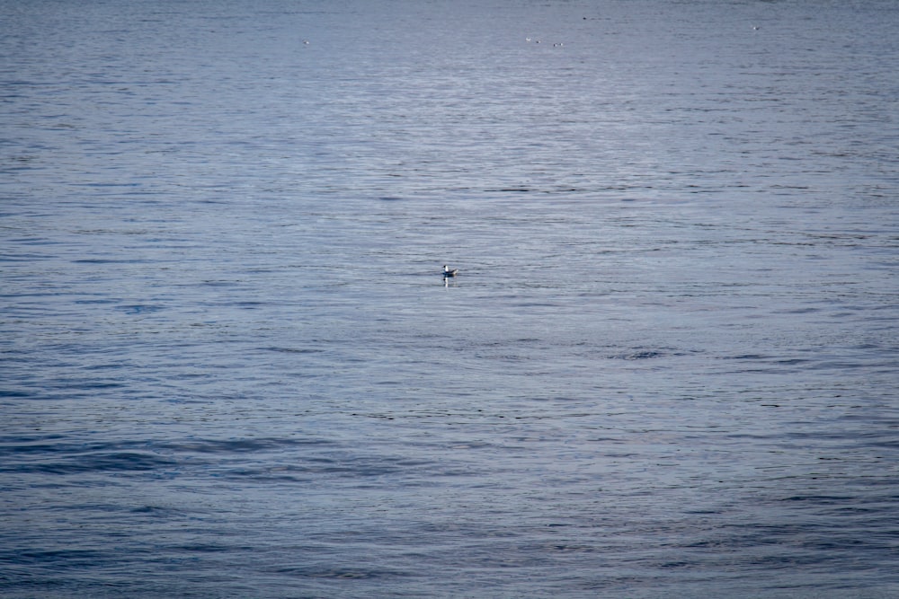 person surfing on sea during daytime