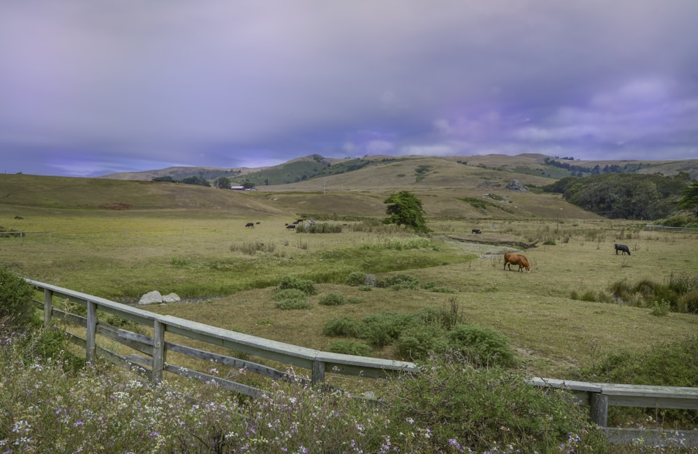 valla de madera blanca en campo de hierba verde durante el día