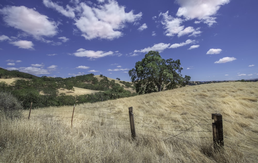 brown wooden fence near green trees under blue sky during daytime