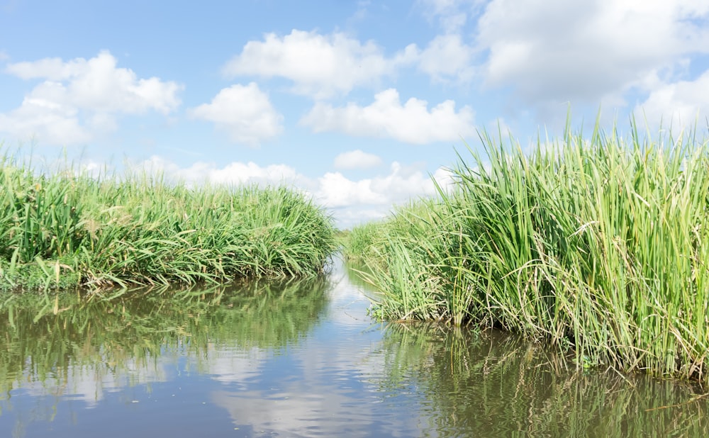 green grass on water during daytime