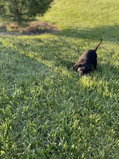 A playful dog engaged in an enrichment walk, sniffing flowers in a sunny park.