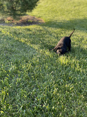 Bright morning sunlight on a playful dog bounding across green grass