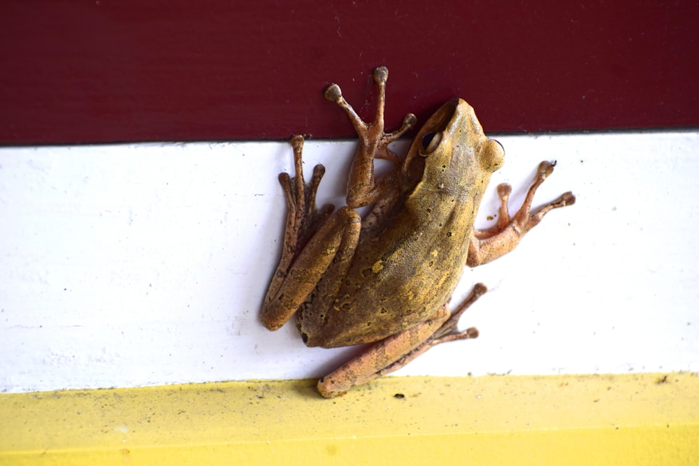 brown frog on white wall