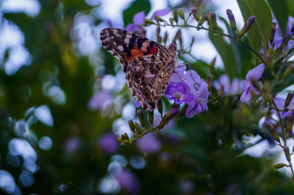 brown and black butterfly perched on purple flower during daytime