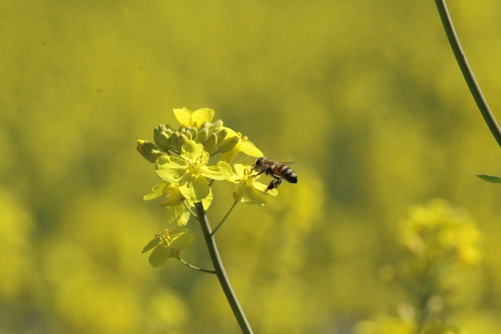 yellow and black bee on yellow flower