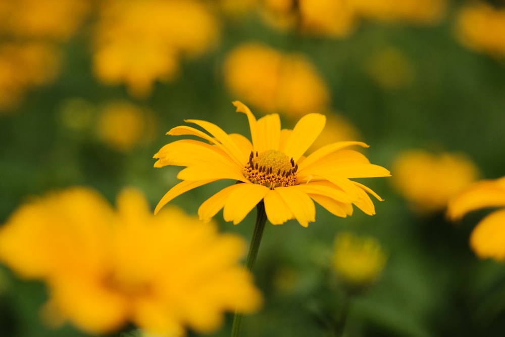 yellow flower in tilt shift lens