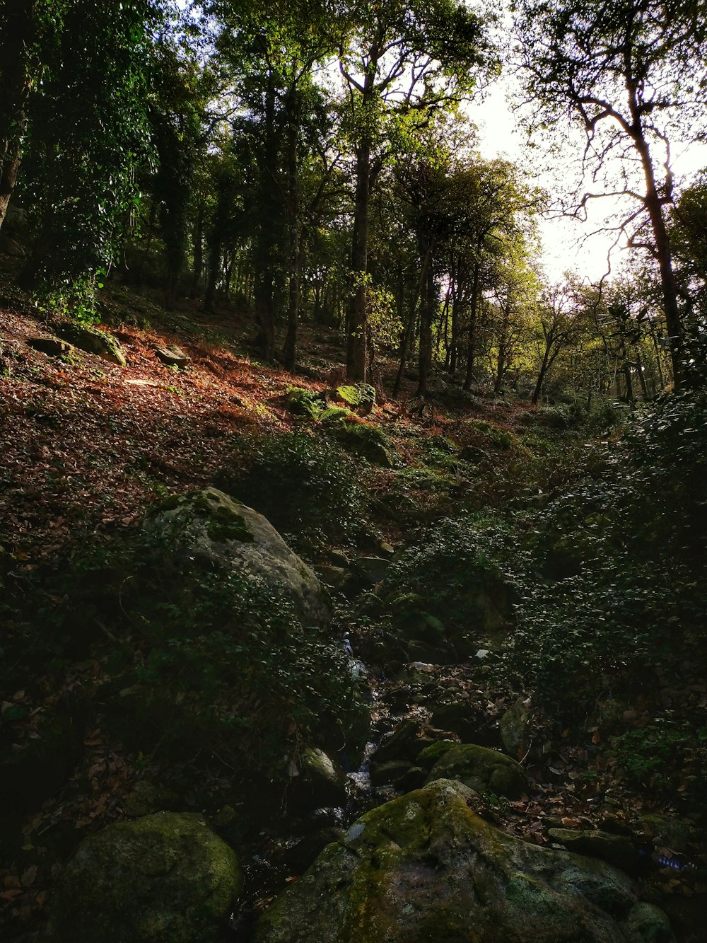 green moss on brown soil