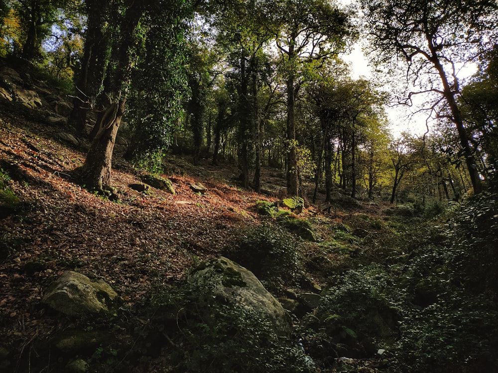 green trees on brown soil