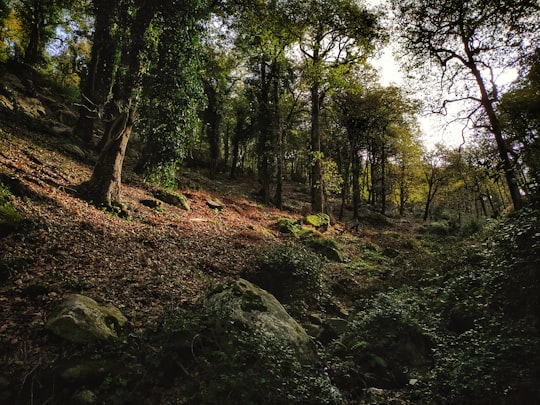 green trees on brown soil in Annaba Algeria