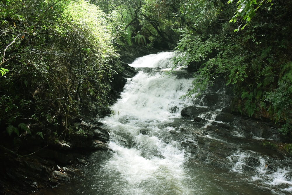 river in the middle of green trees