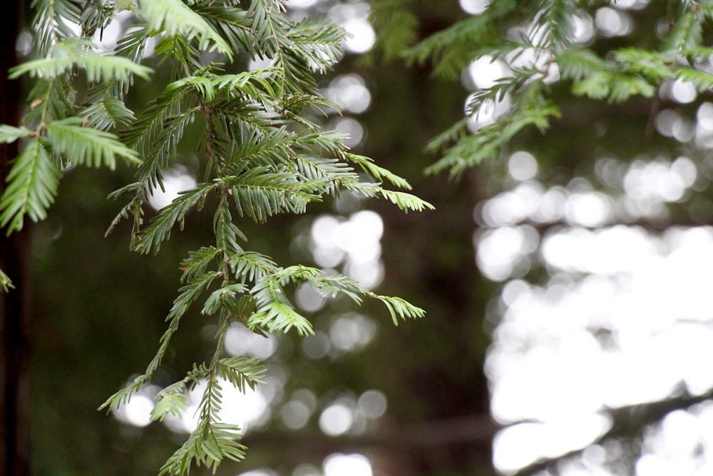 green pine tree with snow