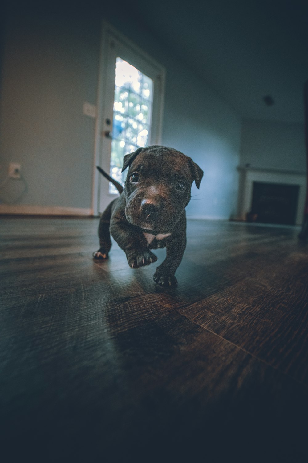 black and white short coat small dog on brown wooden floor