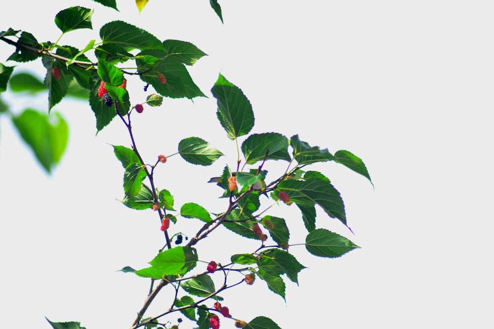 green and red leaves under white sky