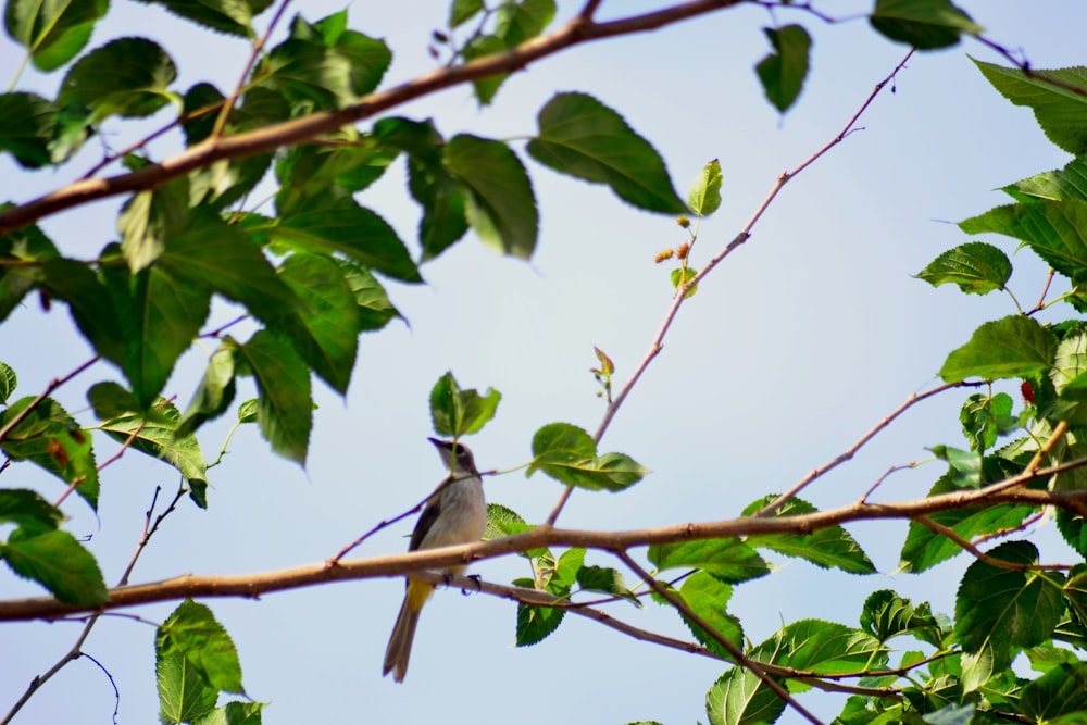 gray and white bird on green tree branch during daytime