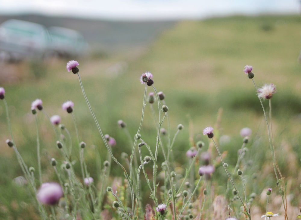 pink flower field during daytime