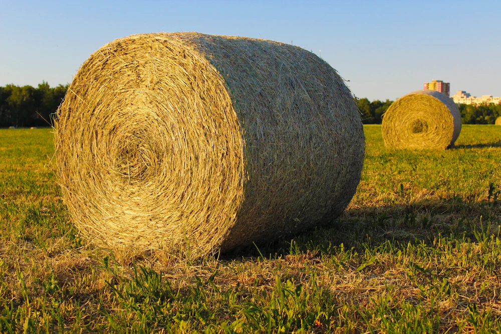 Round hay bale on a green field