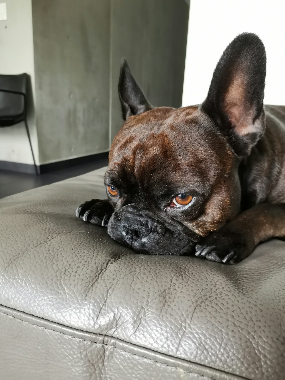 brown short coated dog on brown leather couch