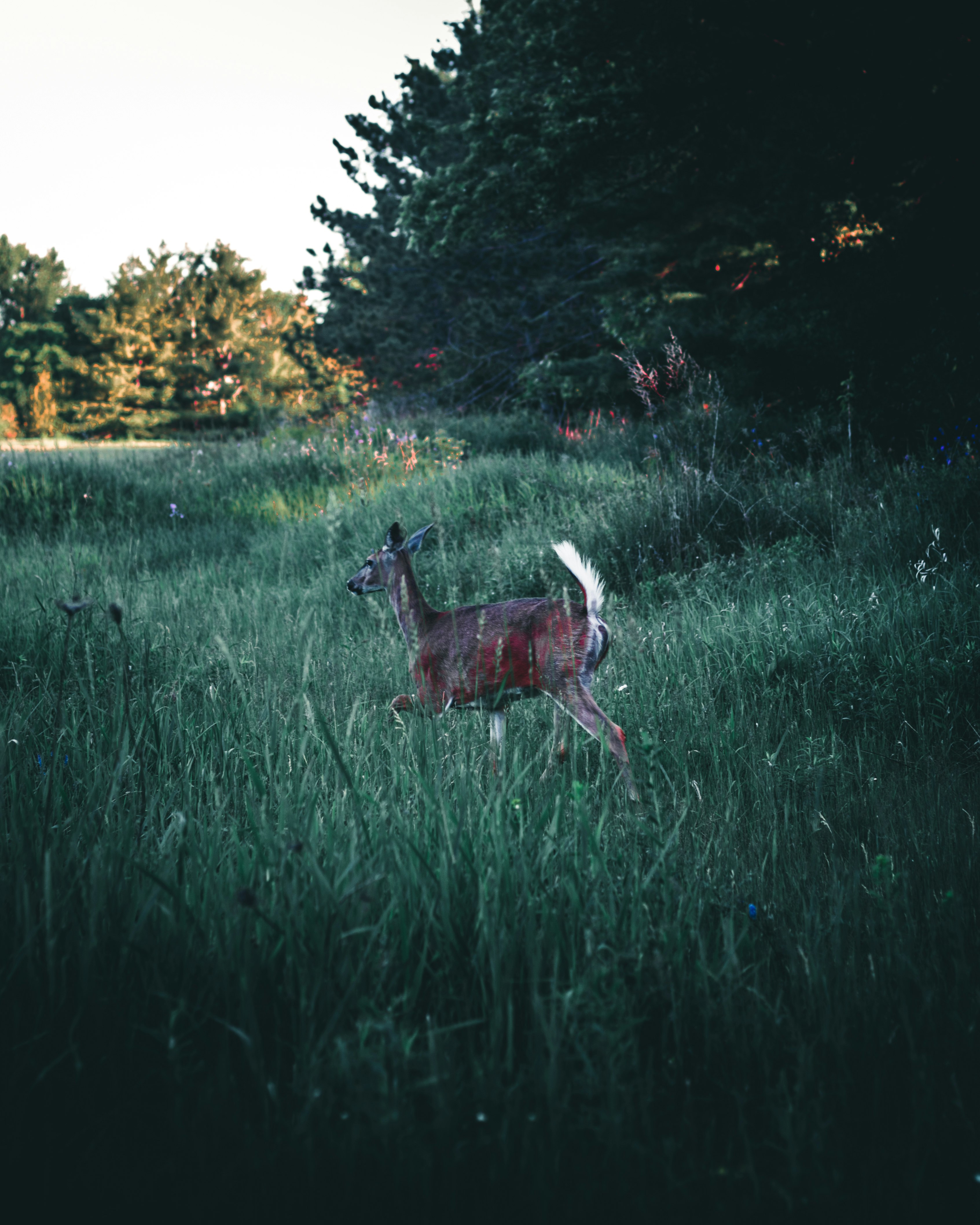 brown deer on green grass field during daytime