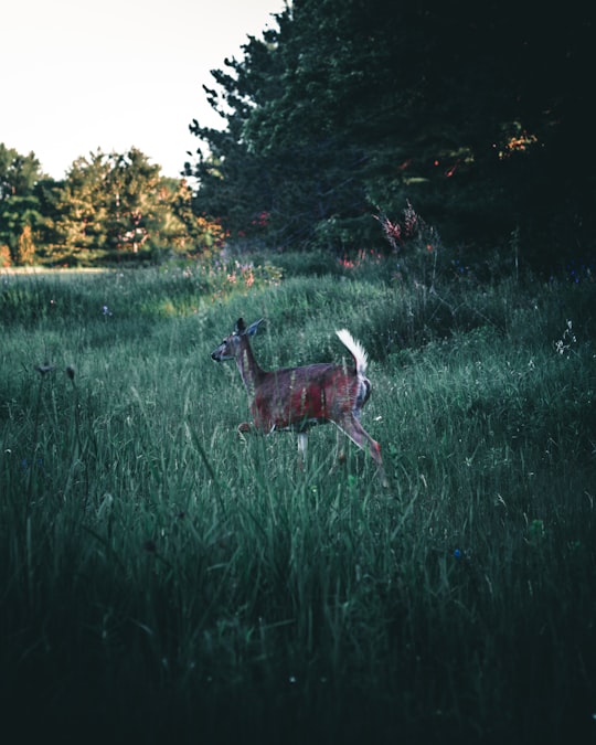 brown deer on green grass field during daytime in Fitzroy Provincial Park Canada