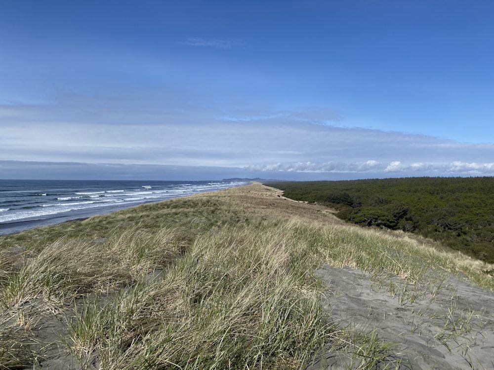 green grass field near sea under blue sky during daytime