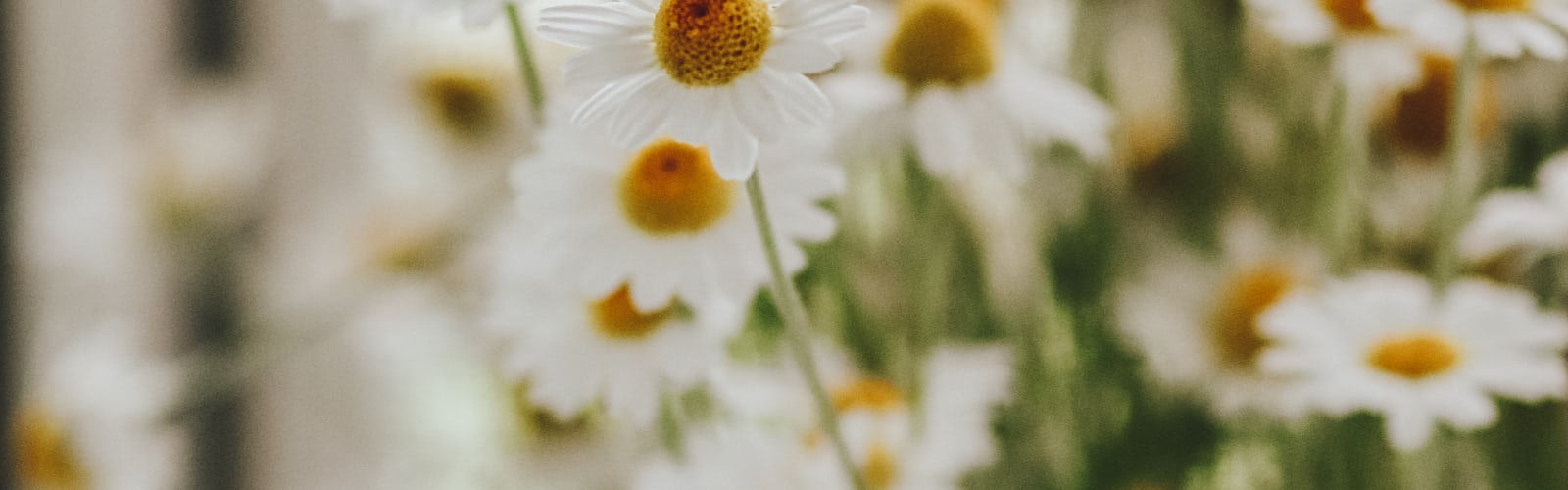 Yellow | 12 best free yellow, plant, flower and blossom photos on Unsplash