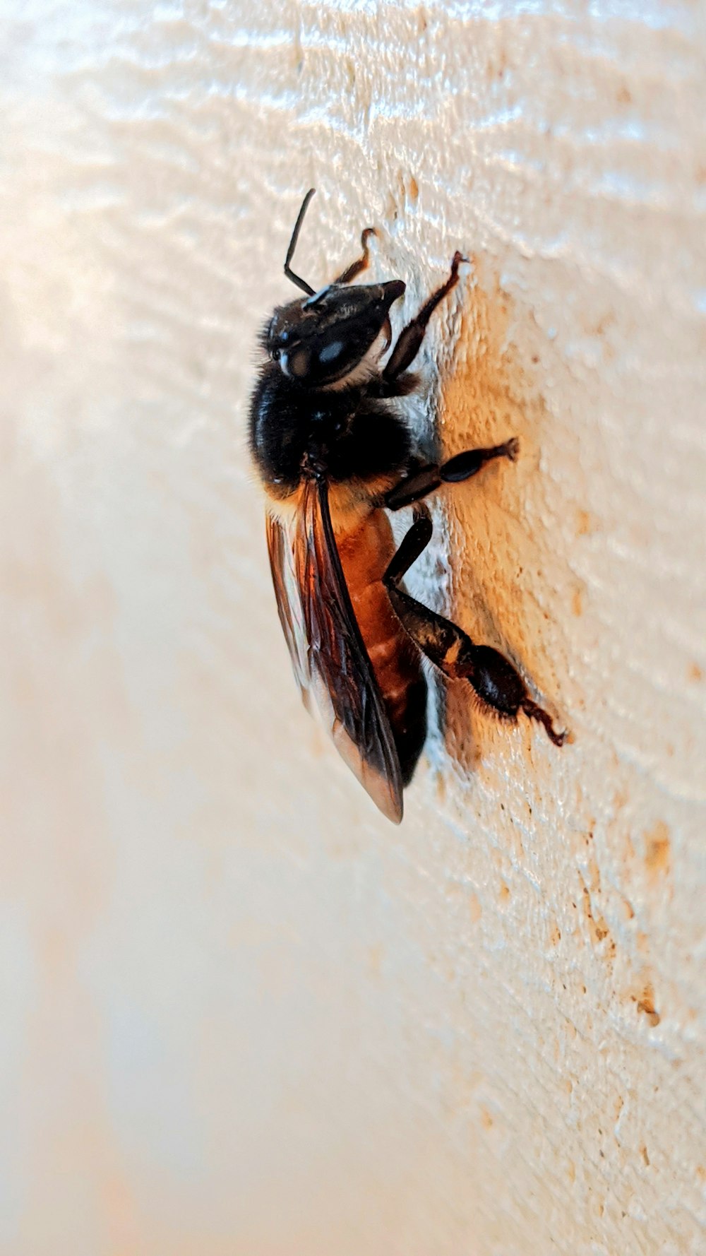 black and brown bee on white textile