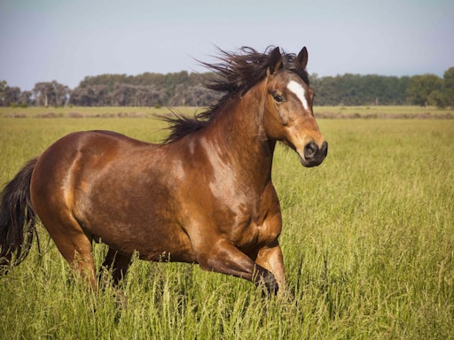 A brown horse with a black mane gallops across an open field, its muscular body gleaming in the sunlight. The field is lush and green, stretching towards a line of trees in the distance. The sky above is clear with a hint of blue.