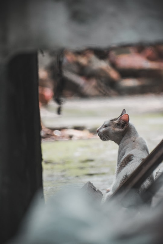 white and brown cat on brown wooden chair in Guwahati India