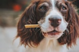 A brown and white dog with long ears holds a treat in its mouth, looking intently forward. The dog's fur is well-groomed, and its eyes appear curious and engaged.