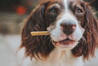 A brown and white dog with long ears holds a treat in its mouth, looking intently forward. The dog's fur is well-groomed, and its eyes appear curious and engaged.